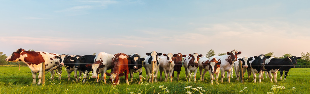 Kühe in einer Reihe